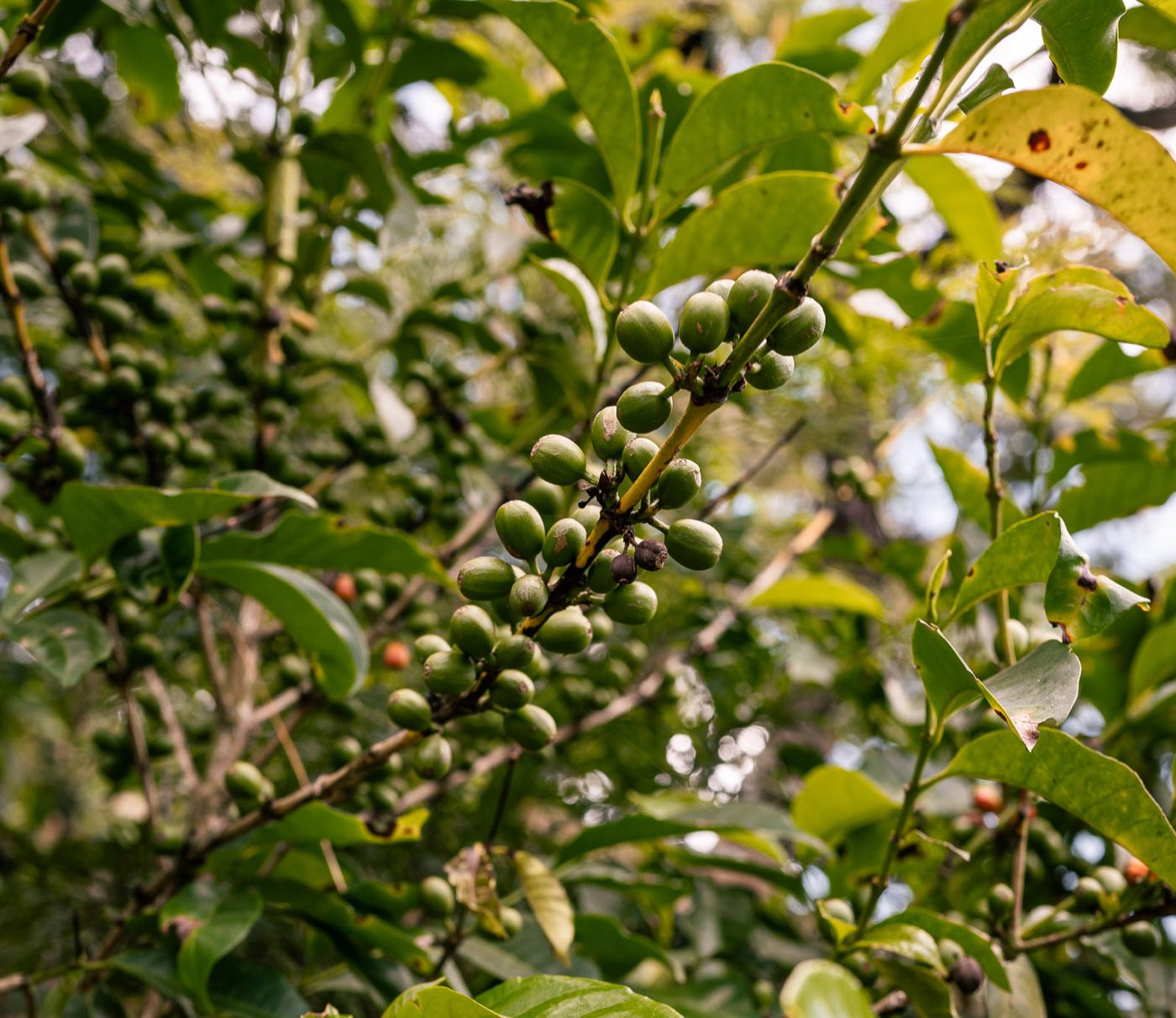Grüne Kaffeekirschen am Strauch auf Carmona