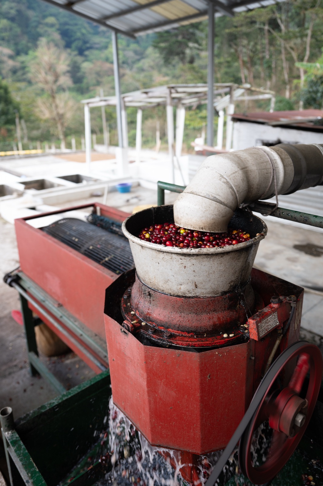 Reife rote Kaffeekirschen im Entpulper der Finca