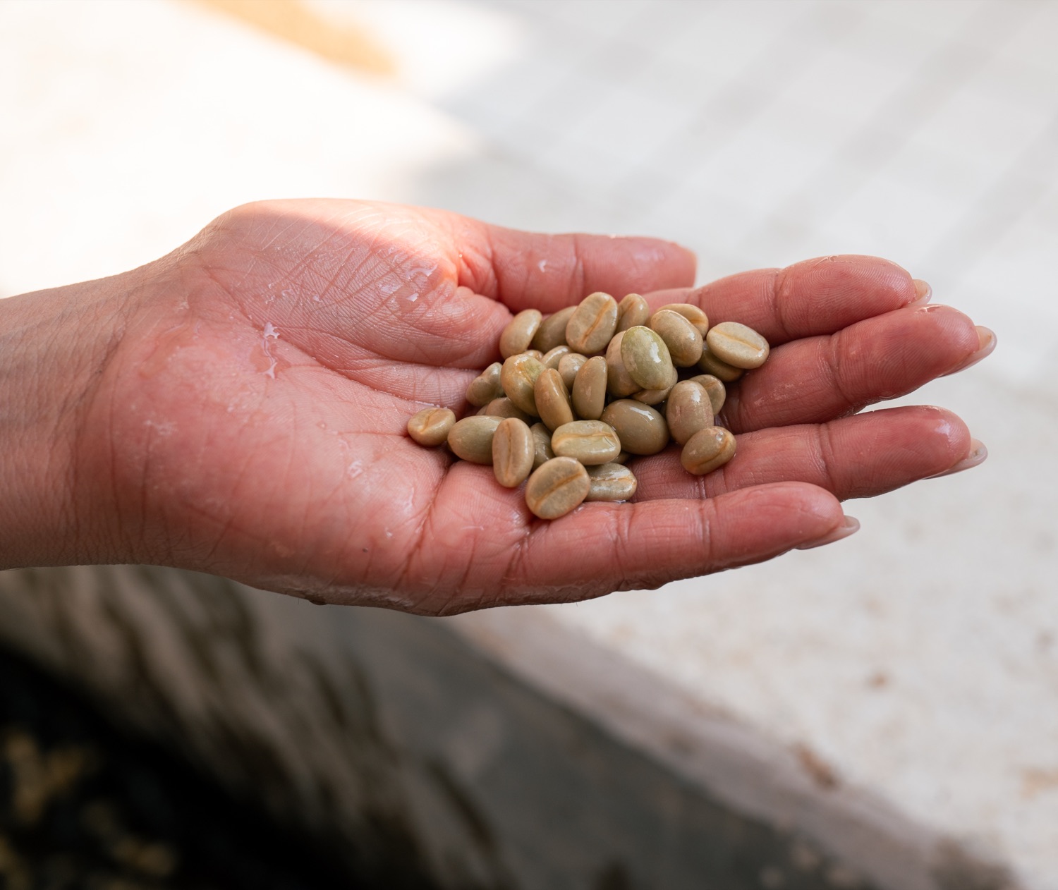 Grüner Rohkaffee in einer Hand