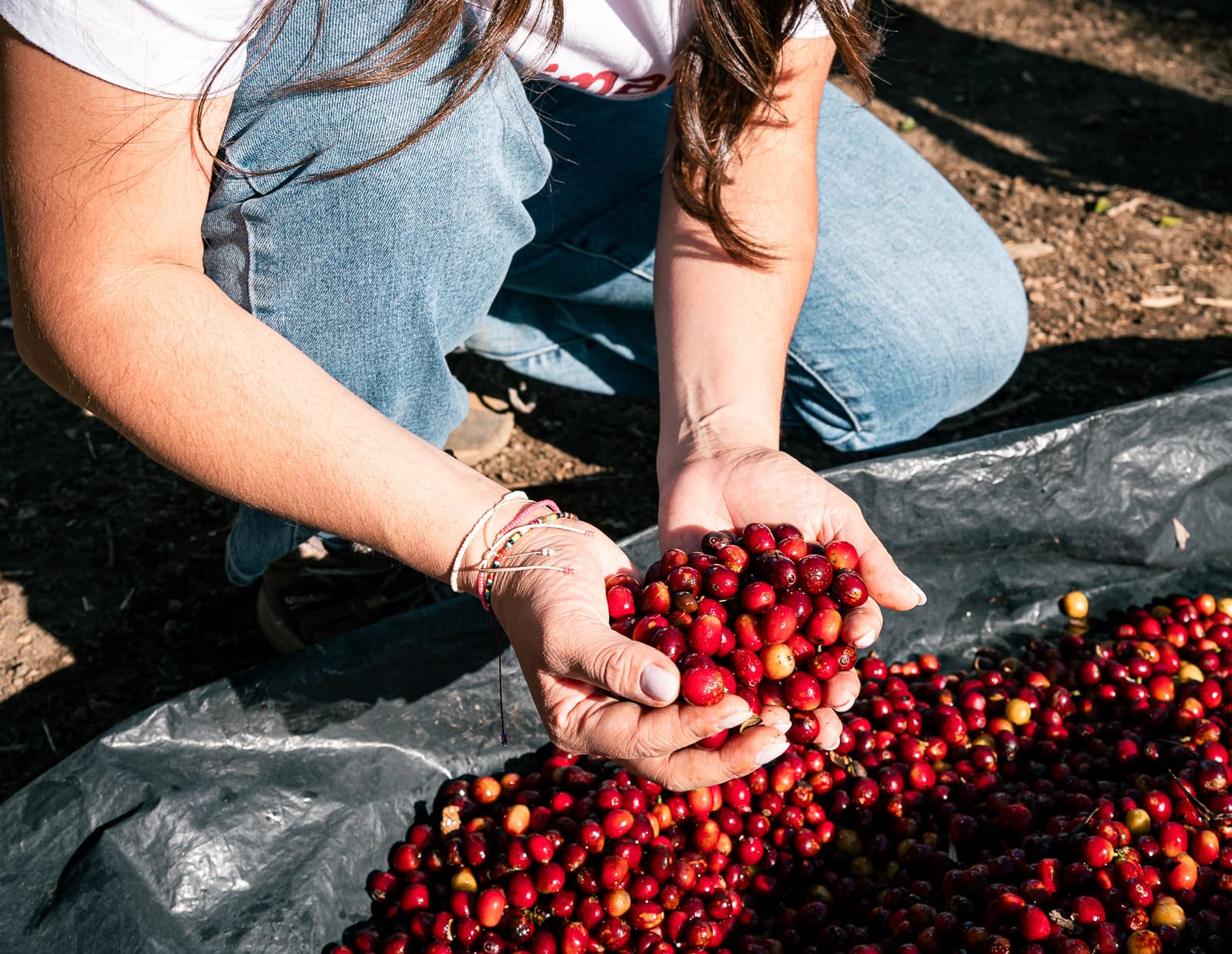 Rote Kaffeekirschen in der Hand