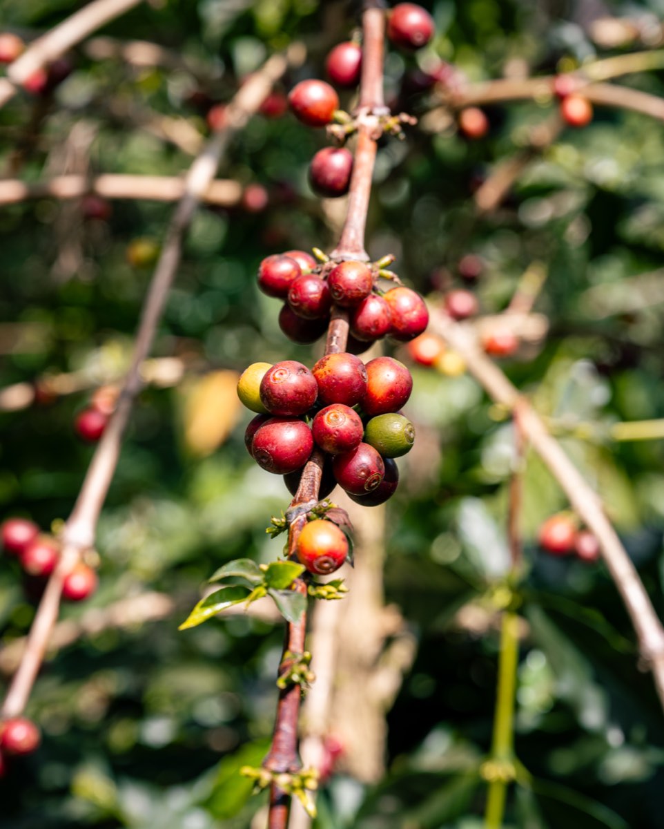 Kaffeekirschen am Ast