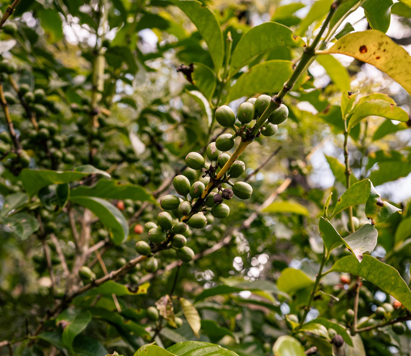 Grüne Kaffeekirschen am Zweig