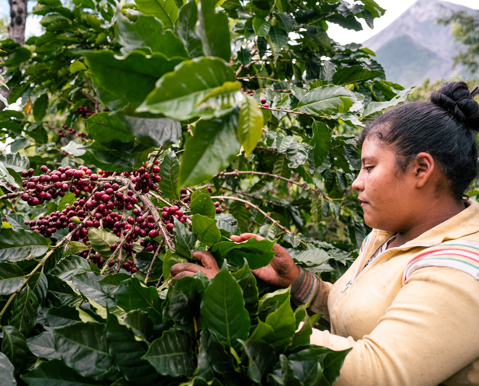 Handlese roter Kaffeekirschen auf der Finca