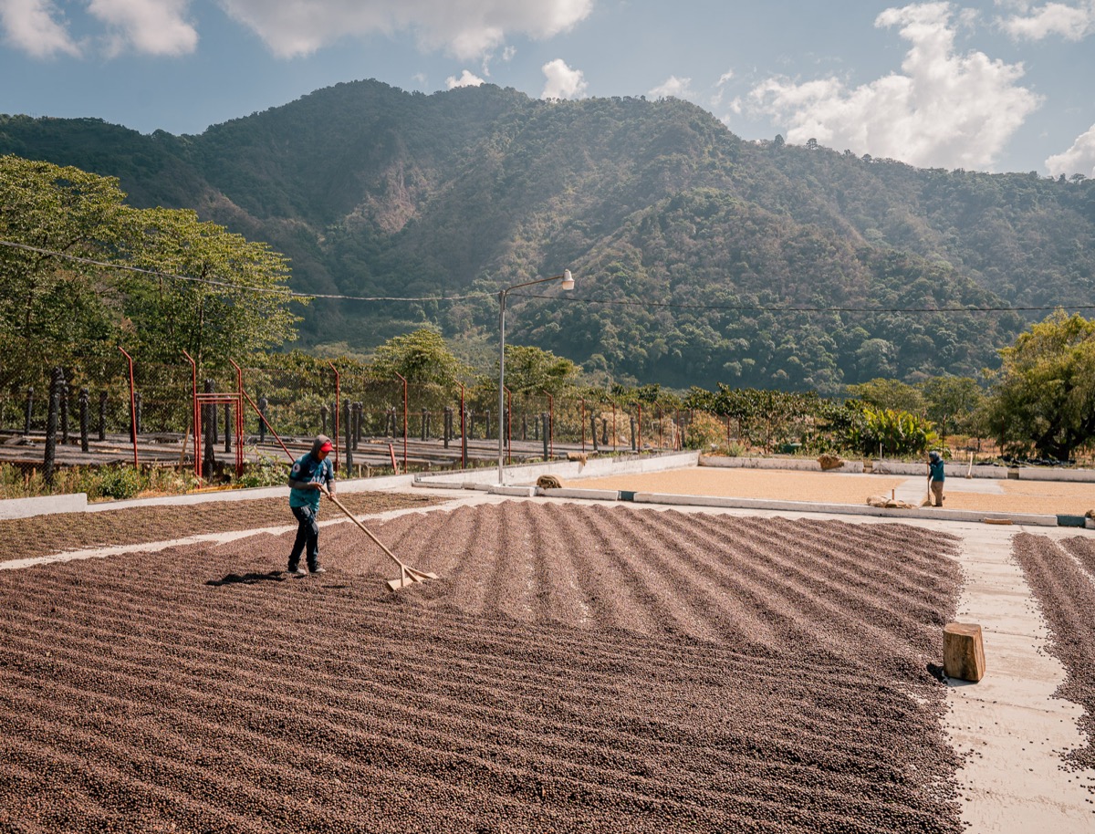 Kaffeeverarbeitung auf der Finca mit Bergen im Hintergrund