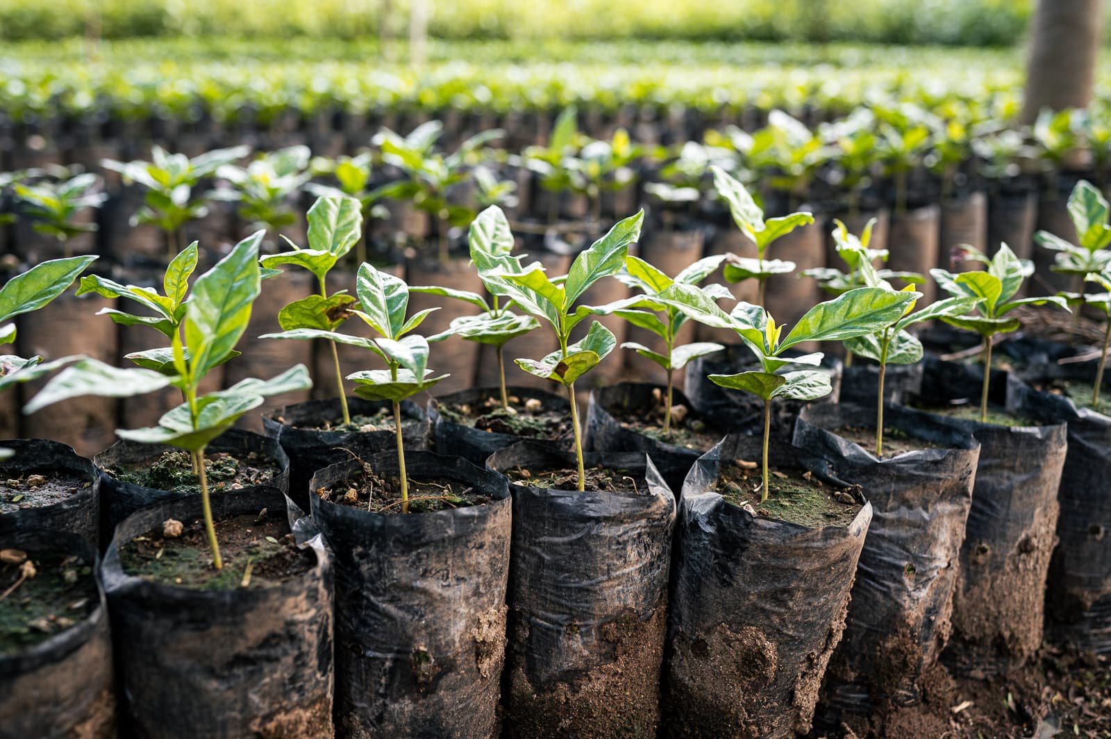 Origin Trip auf der Partnerfinca in Guatemala