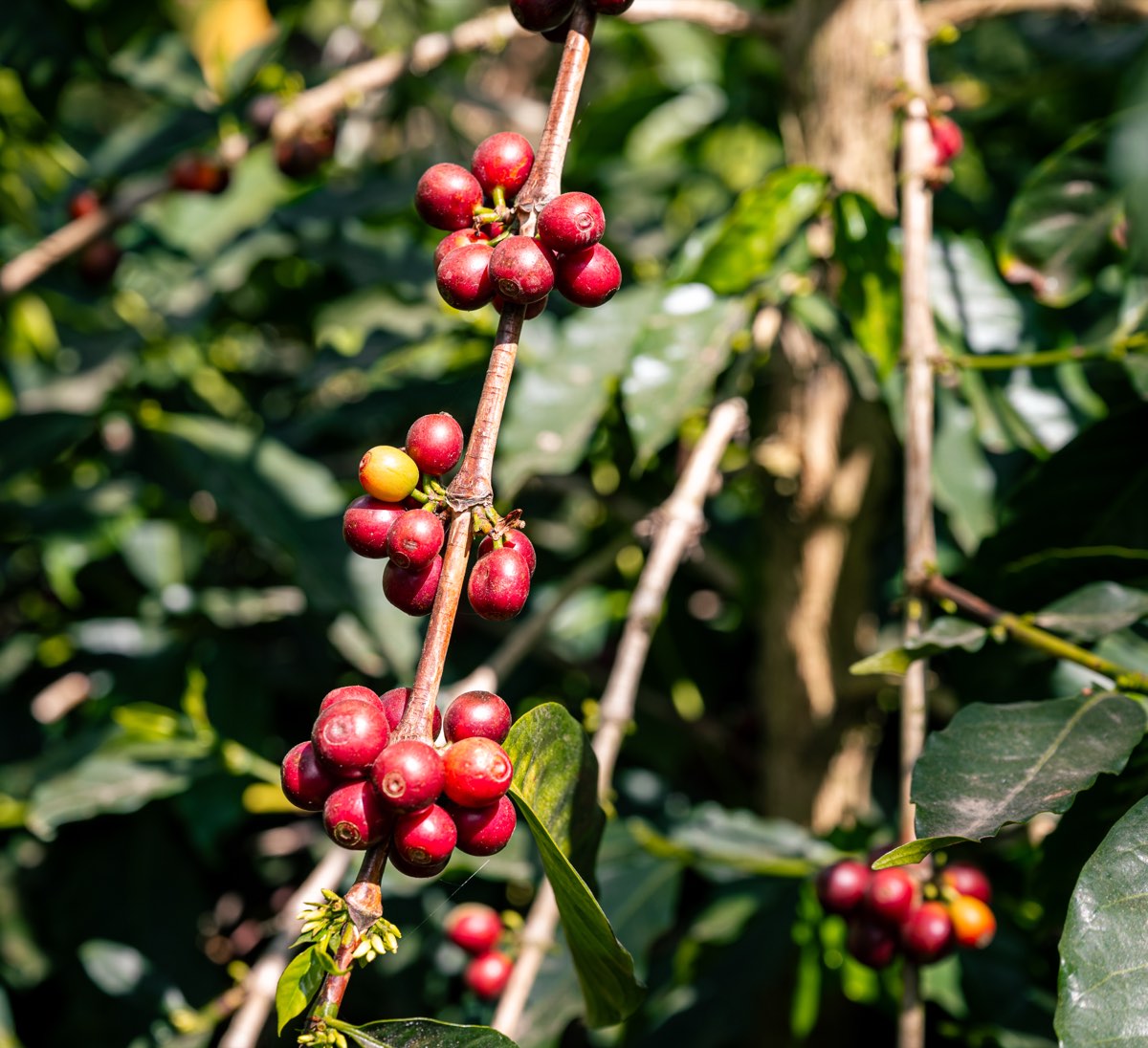 Rote Kaffeekirschen am Ast