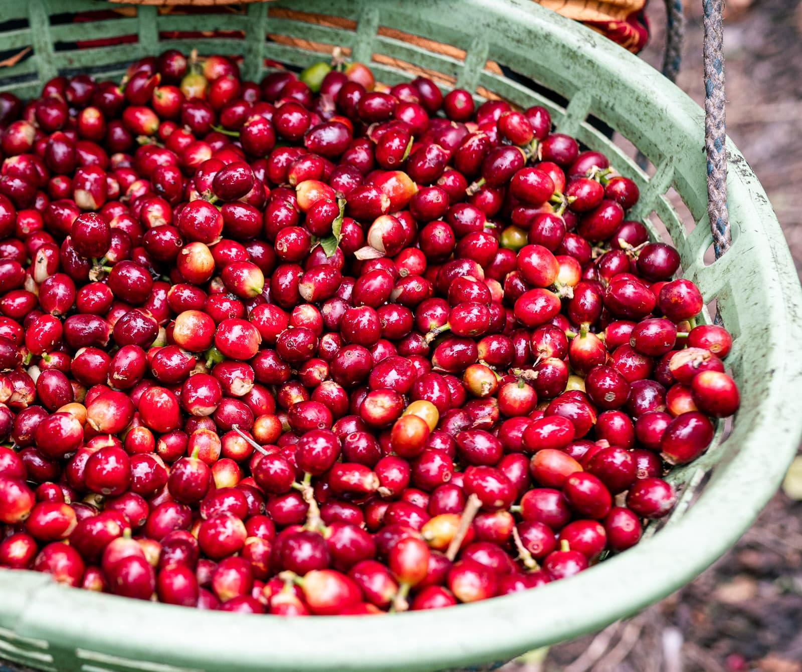 Geerntete Kaffeekirschen im Korb